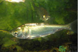 白鰱多少錢一斤？白鰱為什么便宜？