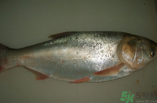 白鰱多少錢一斤？白鰱為什么便宜？