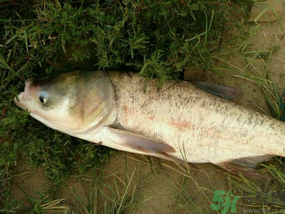 花鰱多少錢一斤？野生花鰱多少錢一斤？