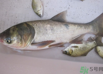 花鰱多少錢一斤？野生花鰱多少錢一斤？