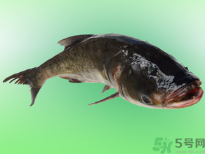 花鰱多少錢一斤？野生花鰱多少錢一斤？