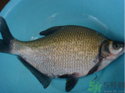 鳊魚多少錢一斤？野生鳊魚多少錢一斤？