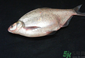 鳊魚多少錢一斤？野生鳊魚多少錢一斤？