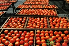 懶柿子怎么快速脫澀？懶柿子怎么做最好吃？