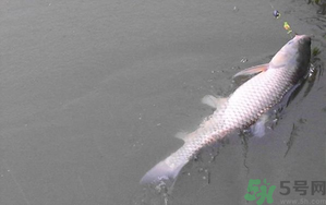 秋天夜釣草魚怎么釣？秋天夜釣草魚技巧