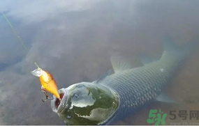 秋天夜釣草魚用什么餌料？秋季夜釣草魚餌料配方