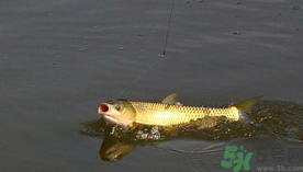 秋天夜釣草魚用什么餌料？秋季夜釣草魚餌料配方