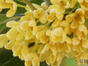 新鮮桂花怎么處理？新鮮桂花怎么保存？