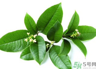 新鮮桂花怎么處理？新鮮桂花怎么保存？