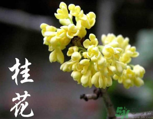 剛摘的桂花怎么處理？桂花摘下來怎么處理？