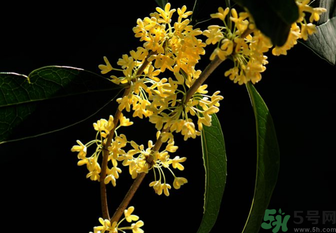 剛摘的桂花怎么處理？桂花摘下來怎么處理？