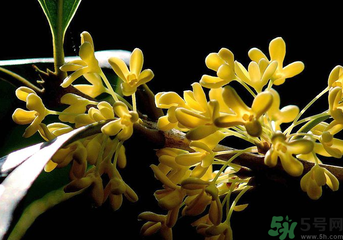 剛摘的桂花怎么處理？桂花摘下來怎么處理？