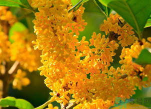 剛摘的桂花怎么清洗？新鮮桂花怎么清洗？