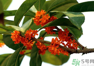 桂花怎么保存？桂花怎么保存香味？