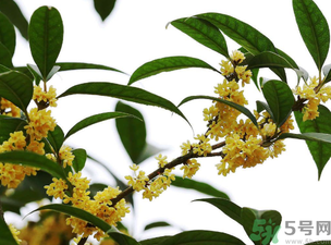 桂花怎么保存？桂花怎么保存香味？