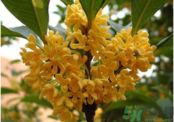 新鮮桂花怎么吃？新鮮桂花的食用方法