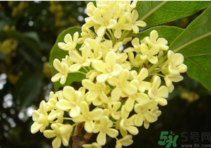 新鮮桂花怎么吃？新鮮桂花的食用方法