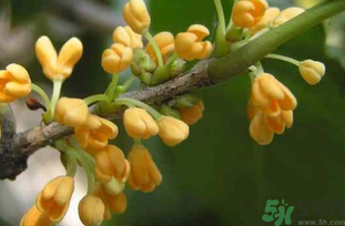 剛摘的桂花能吃嗎？剛摘的桂花可以吃嗎？