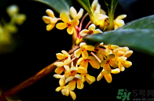 剛摘的桂花能吃嗎？剛摘的桂花可以吃嗎？