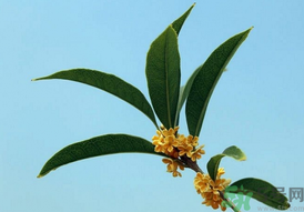 桂花可以做什么？新鮮桂花可以做什么？