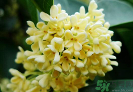 剛摘的桂花有蟲怎么辦？干桂花長蟲怎么辦？