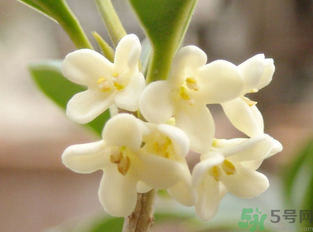 新鮮桂花怎么做干桂花？剛摘的桂花怎么處理成干桂花？