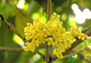 桂花怎么曬干？桂花曬好后可以做什么？