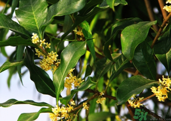 桂花什么時候采摘最好？桂花怎么采摘？