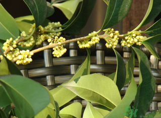 桂花什么時候采摘最好？桂花怎么采摘？