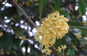 桂花什么時候采摘最好？桂花怎么采摘？