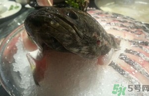黑魚死了還能吃嗎？死黑魚能吃嗎？