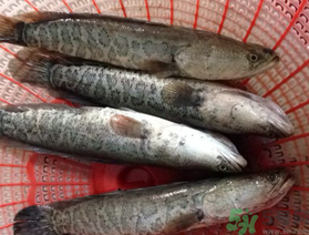 黑魚死了還能吃嗎？死黑魚能吃嗎？