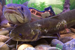 黑魚死了還能吃嗎？死黑魚能吃嗎？