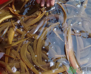 野生黃鱔有寄生蟲嗎？野生黃鱔怎么去寄生蟲？
