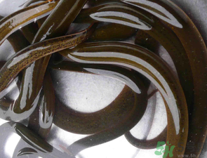 野生黃鱔有寄生蟲嗎？野生黃鱔怎么去寄生蟲？