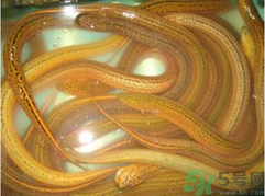 黃鱔泡酒喝能戒酒嗎？活黃鱔泡酒能戒酒嗎？