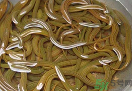 黃鱔泡酒喝能戒酒嗎？活黃鱔泡酒能戒酒嗎？