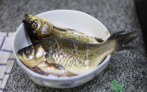 鯽魚死了還能吃嗎？死鯽魚能吃嗎？