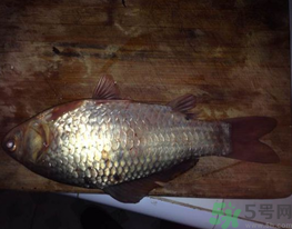 鯽魚死了還能吃嗎？死鯽魚能吃嗎？