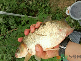鯽魚死了多久不能吃？剛死的鯽魚能吃嗎？