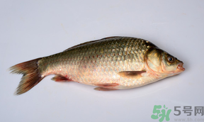 鯽魚死了多久不能吃？剛死的鯽魚能吃嗎？