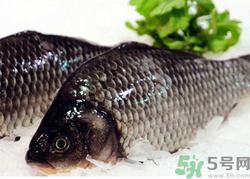 鯽魚死了一夜能吃嗎？鯽魚死了一天能吃嗎？