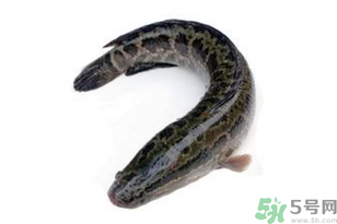 黑魚怎么洗掉身上的粘液？黑魚怎么洗才干凈？