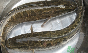 黑魚怎么洗掉身上的粘液？黑魚怎么洗才干凈？