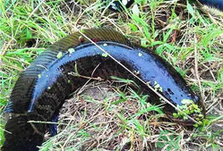 黑魚怎么釣？釣黑魚技巧