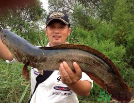 釣黑魚(yú)用什么餌？釣黑魚(yú)用什么餌最好？