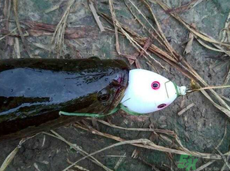 釣黑魚(yú)用什么餌？釣黑魚(yú)用什么餌最好？