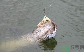 路亞釣黑魚用什么假餌？路亞釣黑魚用什么餌？