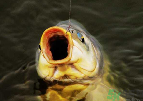 夜釣鯉魚用什么餌料？秋天夜釣鯉魚用什么餌料？