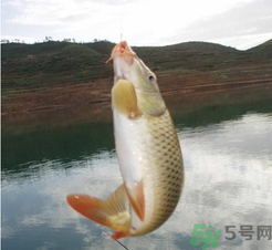 夜釣鯉魚用什么餌料？秋天夜釣鯉魚用什么餌料？